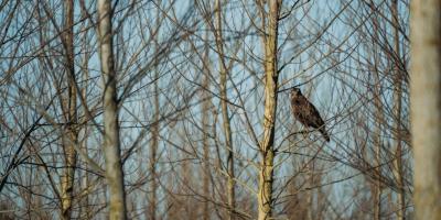 Купите Telegram Premium и наслаждайтесь преимуществами